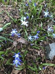 Scilla forbesii