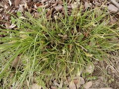 Carex microdonta