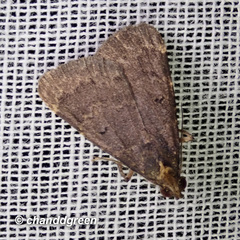 Hydrillodes nilgirialis