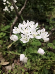 Allium neapolitanum
