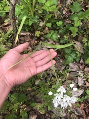 Allium neapolitanum