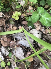 Allium neapolitanum