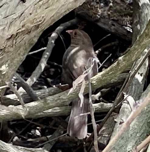 iNaturalist observation photo of California Towhee