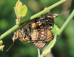 Byblia