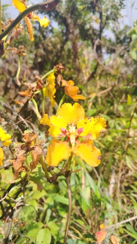 Cyrtochilum macranthum, photograph 1