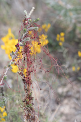 Cuscuta epithymum
