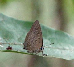 Arhopala aida