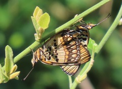 Byblia