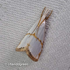 Pseudargyria interruptella