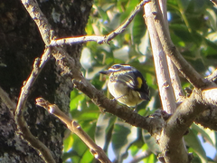 Pogoniulus bilineatus