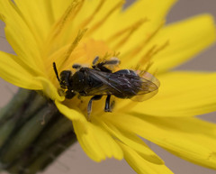 Andrena