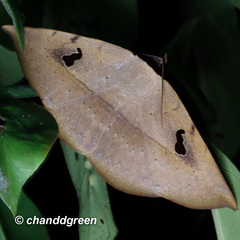 Hypopyra vespertilio