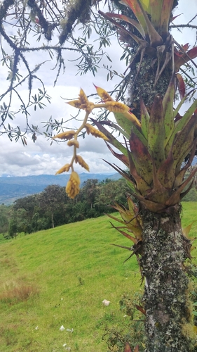 Racinaea tetrantha, photograph 3