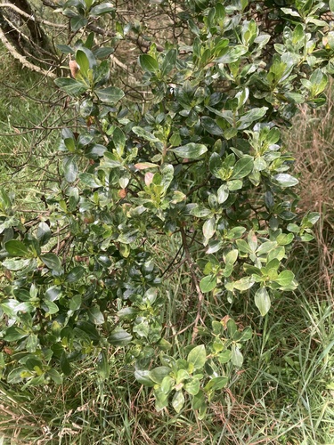 Baccharis macrantha (Baccharis macrantha)