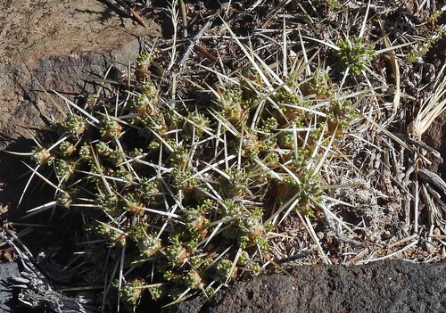 Chupasangre (Maihuenia patagonica)