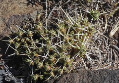 Maihuenia patagonica, photograph author not stated, no rights reserved