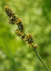 Carex vulpinoidea