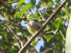 Pogoniulus bilineatus