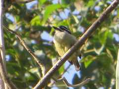 Pogoniulus bilineatus