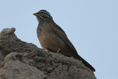 Striolated Bunting
