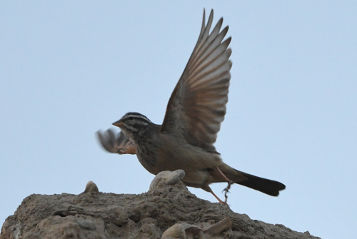 Striolated Bunting (Emberiza striolata), photo 4