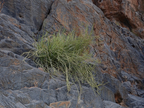 Euphorbia larica, photograph 4