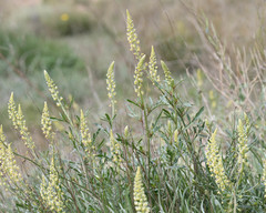 Reseda lutea