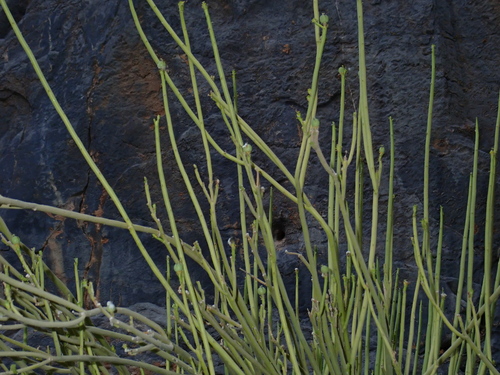 Euphorbia larica