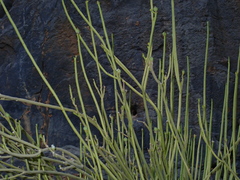 (c) Julien Renoult, some rights reserved (CC BY) Euphorbia larica, photograph (c) Julien Renoult, some rights reserved (CC BY)