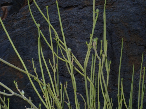 Euphorbia larica, photograph 3