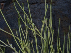 (c) Julien Renoult, some rights reserved (CC BY) Euphorbia larica, photograph (c) Julien Renoult, some rights reserved (CC BY)