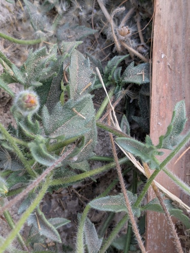 Tridax Daisy