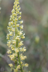 Reseda lutea