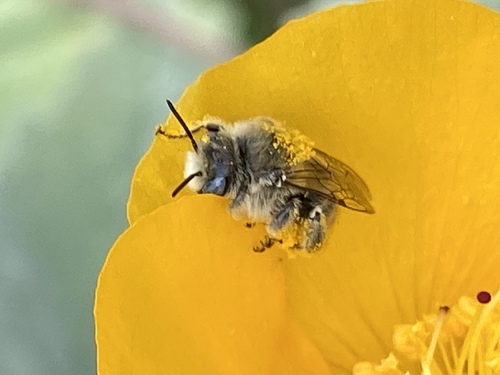 iNaturalist observation photo of Diadasia