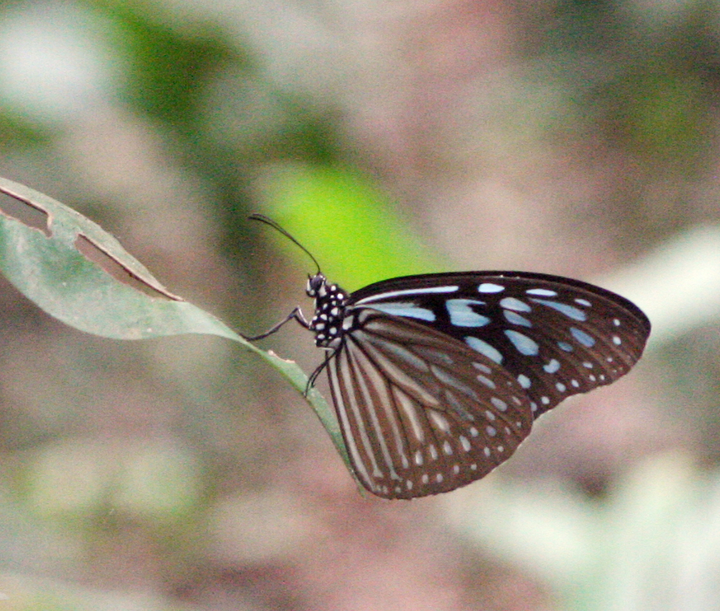 Blue Glassy Tiger