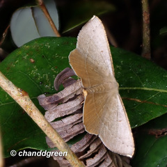 Plesiomorpha flaviceps