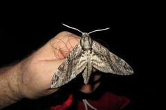 Agrius godarti