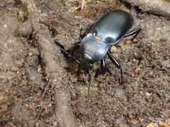 Carabus glabratus