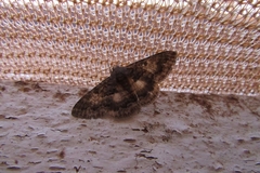 Eudesmeola lawsoni