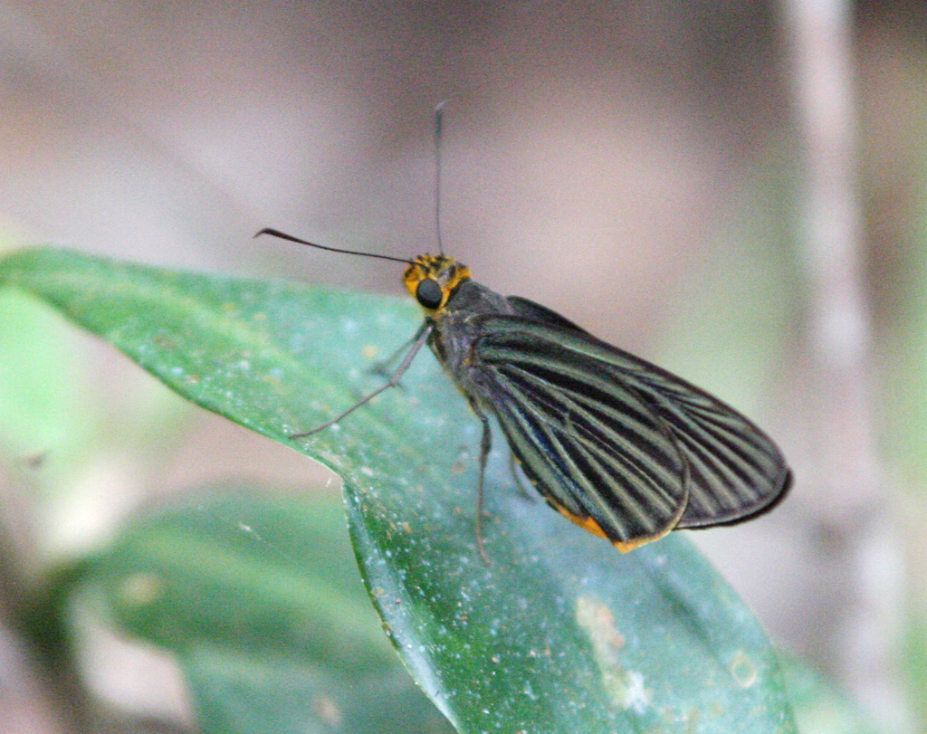 Green-striped Palmer