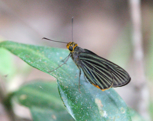 Green-striped Palmer