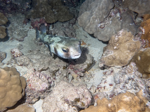 Chilomycterus, 2026-03-27