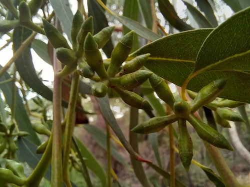 Eucalyptus litoralis