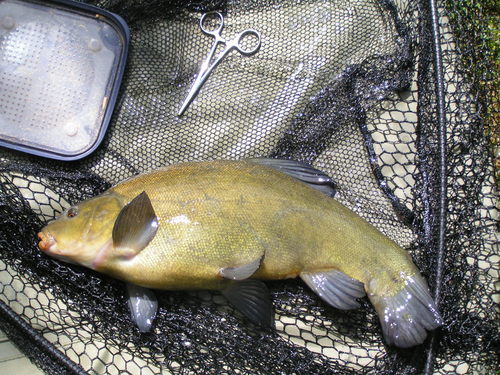 Tench
