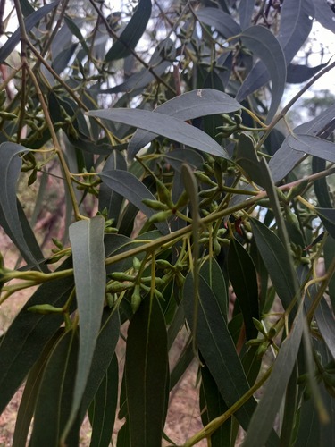Eucalyptus litoralis 3
