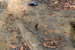 Papilio memnon agenor