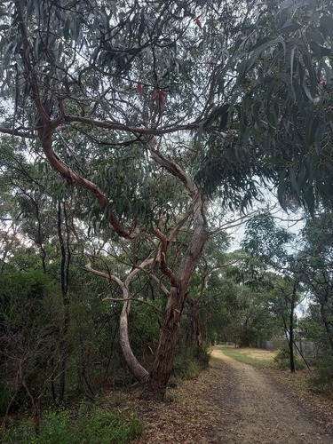 Eucalyptus litoralis 2
