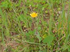 Sonchus oleraceus