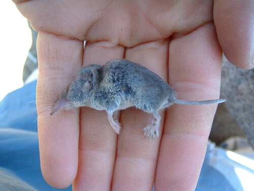 Crawford's Gray Shrew