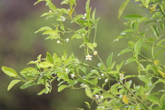 Citrus × aurantiifolia